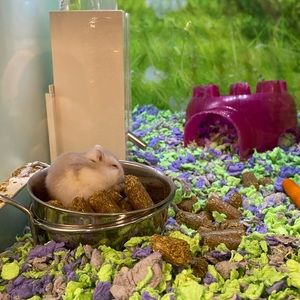 Meet your Posher, Roxana